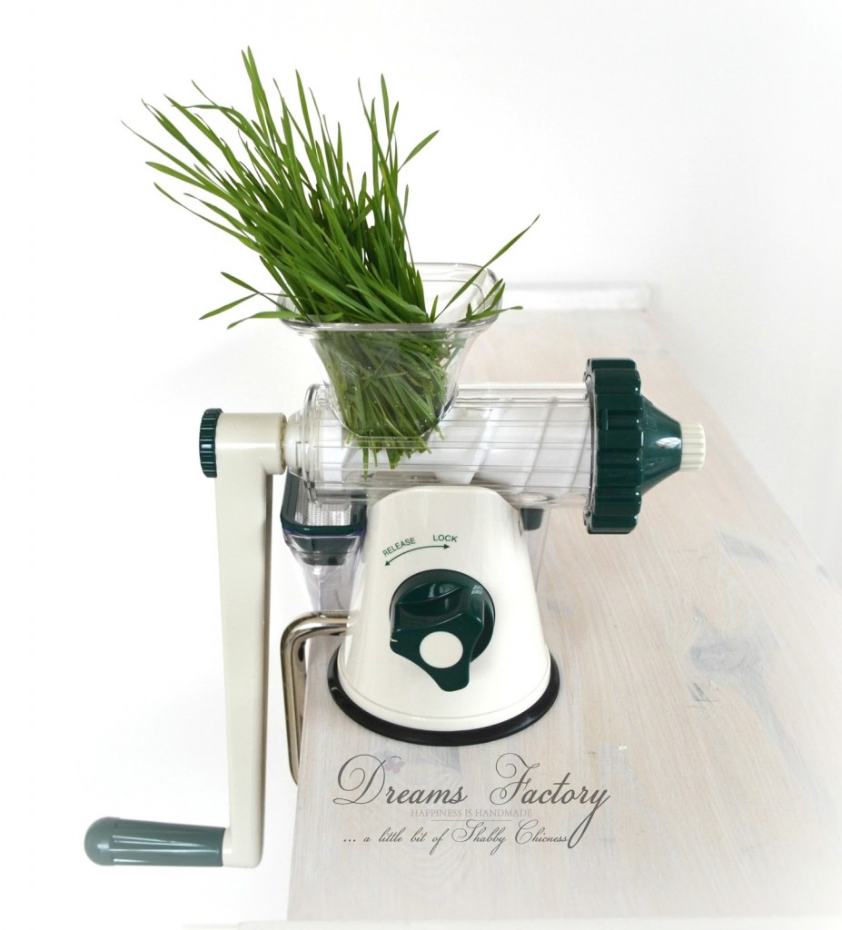 Grow wheatgrass by following this waterproof method in only a few days and use it for juicing and decorating - Dreams Factory
